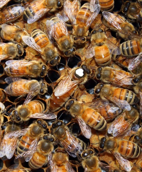 Italian Bees