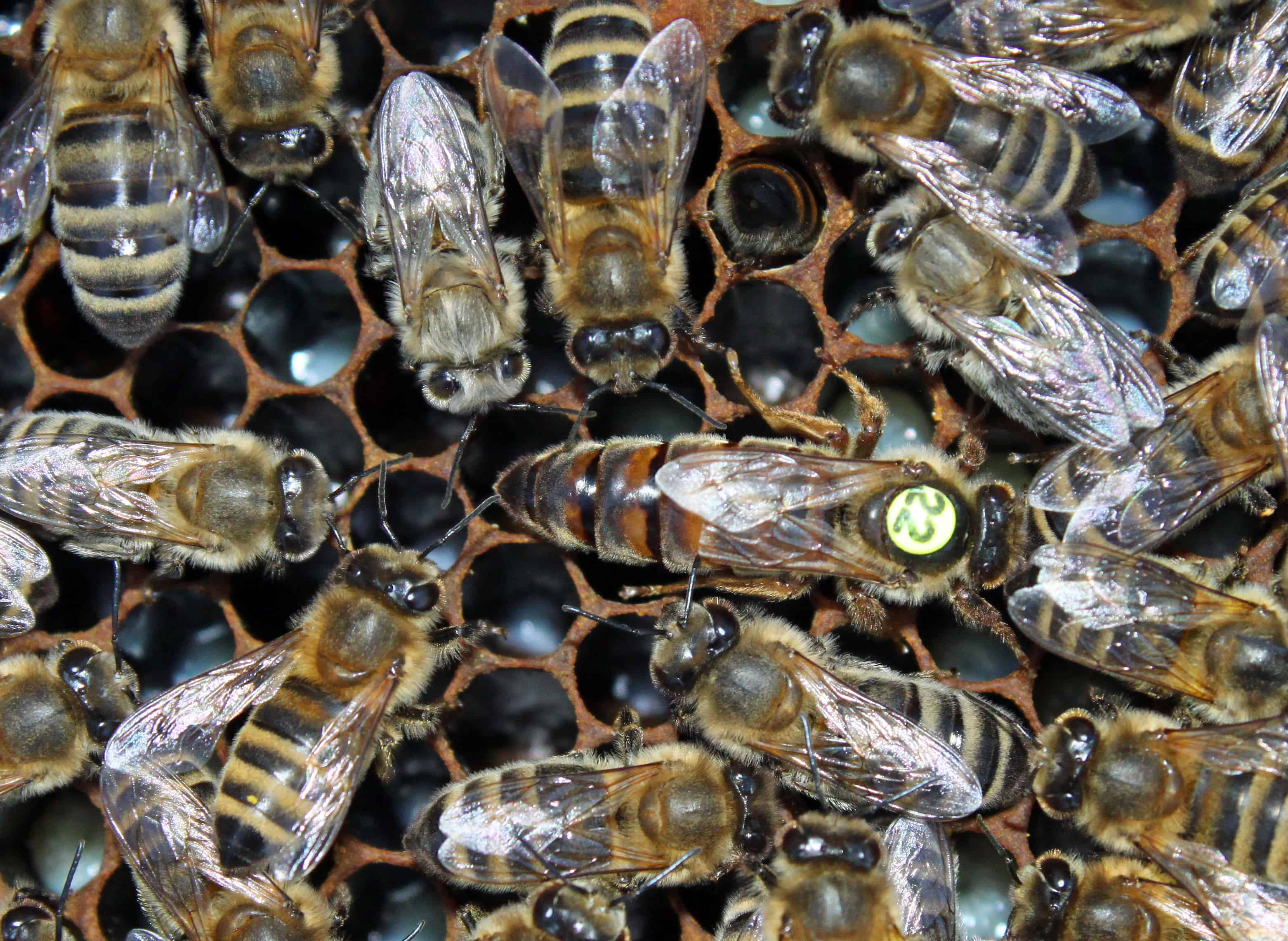 Carniolan Bees