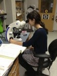 Eva Bein checking a sample for Nosema spores.