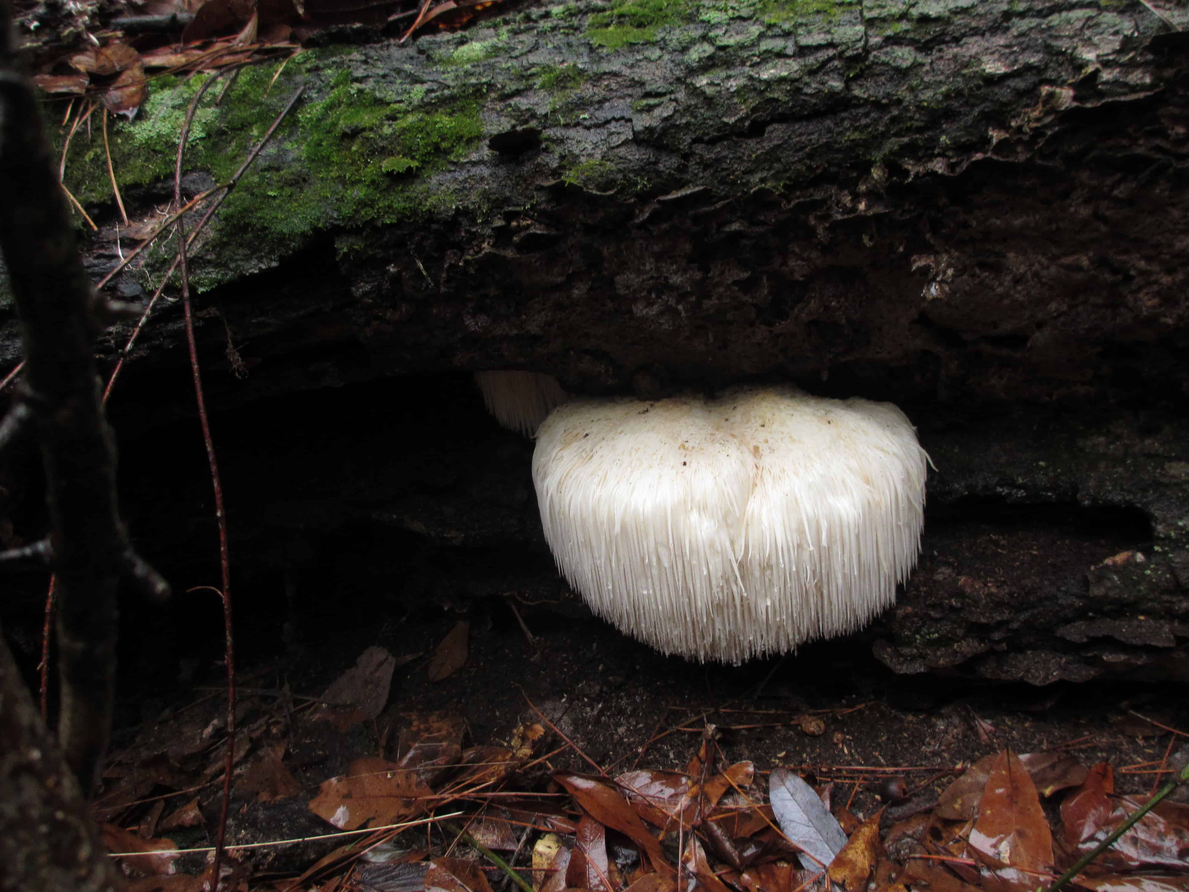 Bearded tooth fungus. It is supposed to taste like lobster.