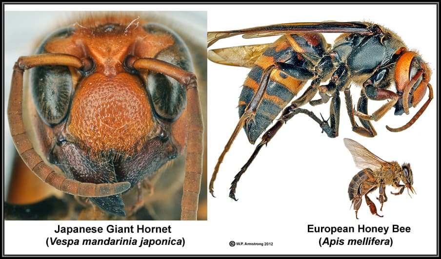 killer-hornets-bee-informed-partnership
