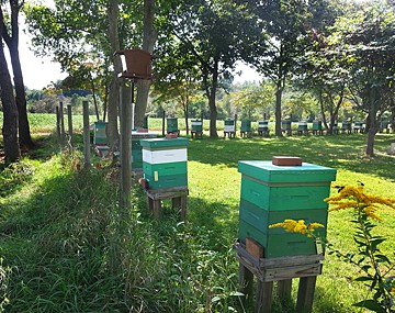 Honey Bee Colonies