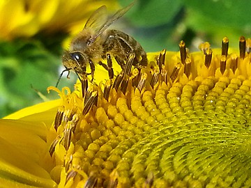 Honey Bee Pollinating Sunflower