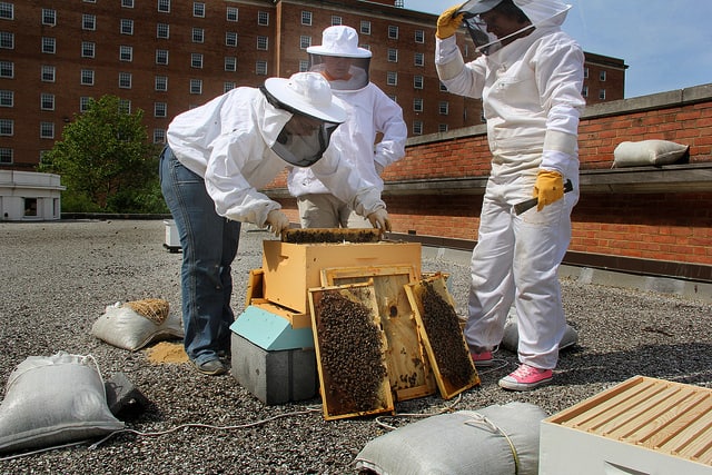 Lab with roof top hives