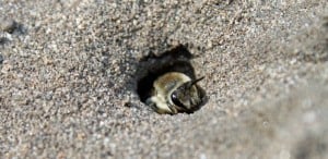 At a nesting site in Catasauqua, PA a female bee emerges from her finely mined tunnel.