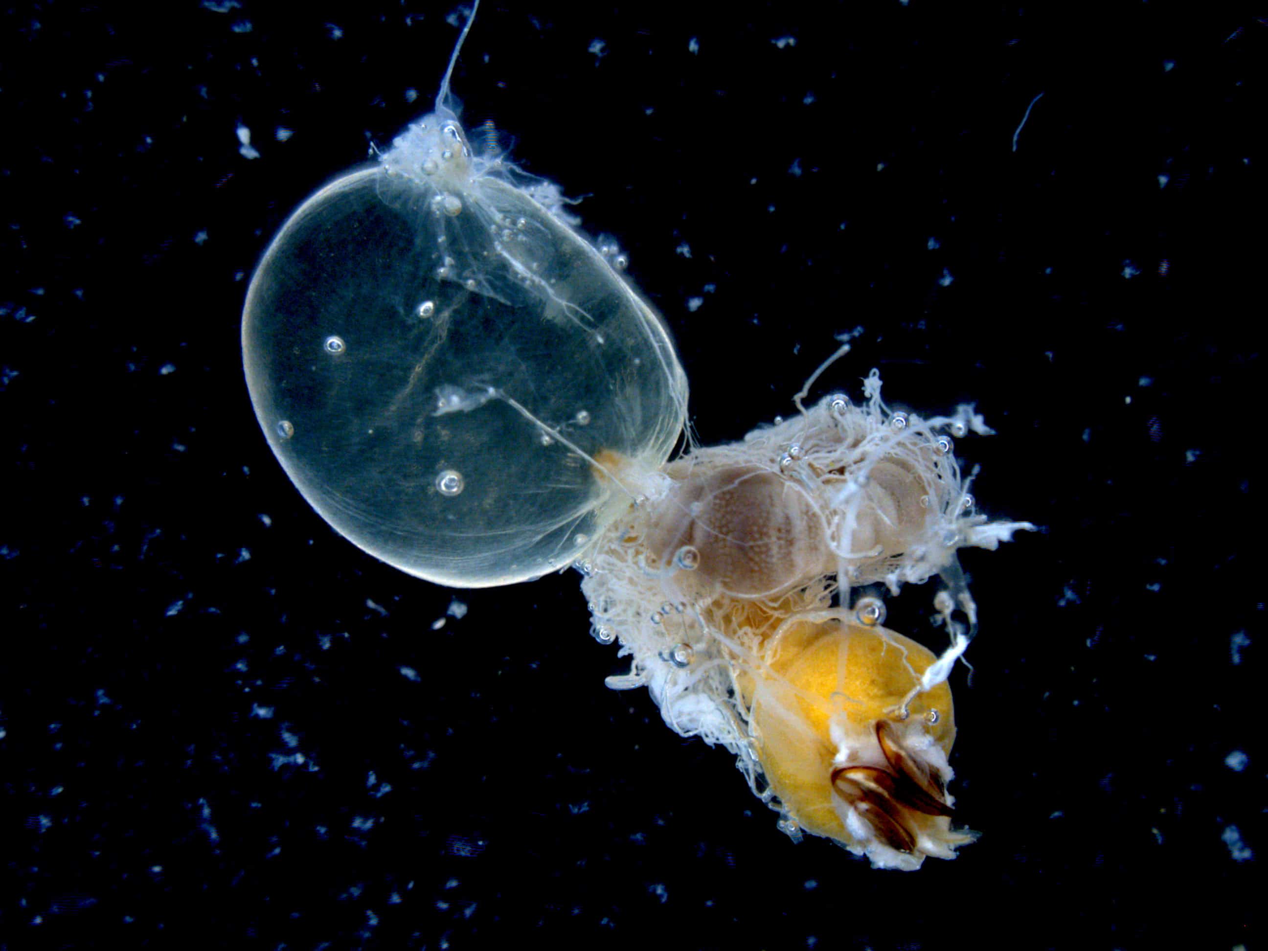 Distended Crop of Honey Bee Worker | Bee Informed Partnership