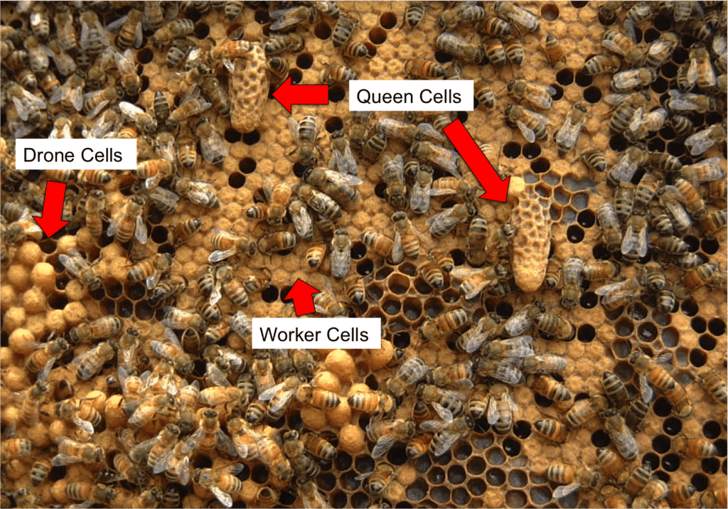 Grafting – Bee Informed Partnership