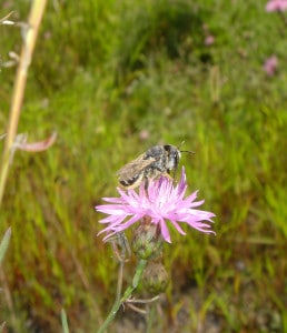 Female collecting provisions on spotted Knapweed, note the full pollen load on the scopa of the underside of the abdomen.