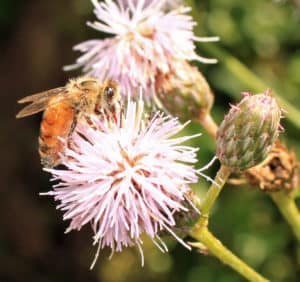 Apis mellifera female collecting nectar