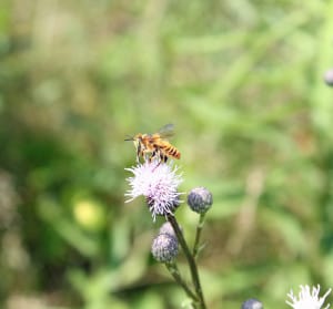 Male Bee feeding on Spotted Knapweed