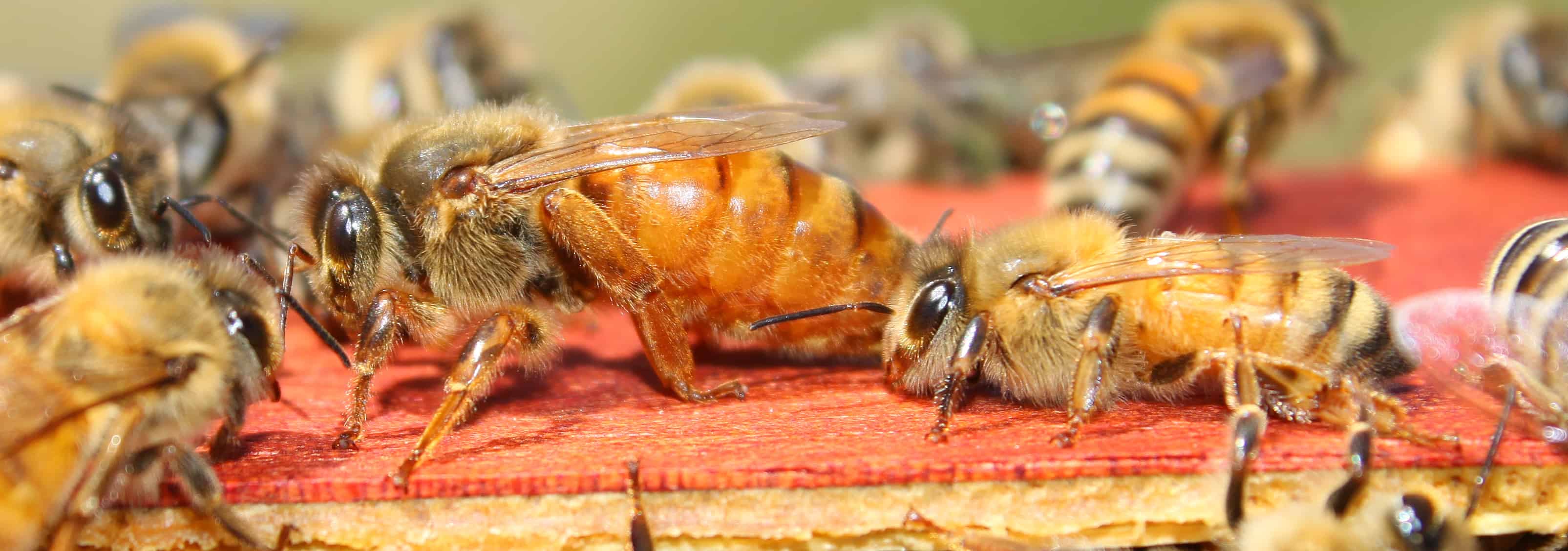 Tarsal claws hard at work – Bee Informed Partnership