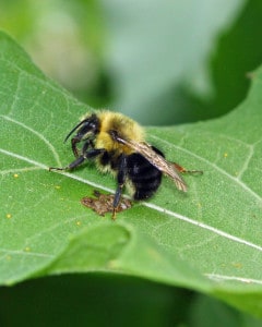 Bombus impatiens male holding onto a leaf.