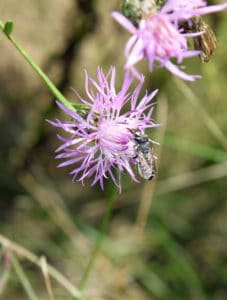 Female leafcutter bee feeding on a spotted knapweed.