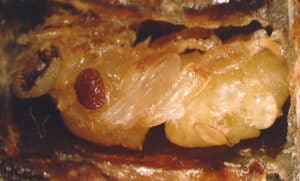 Mite on a worker pupa