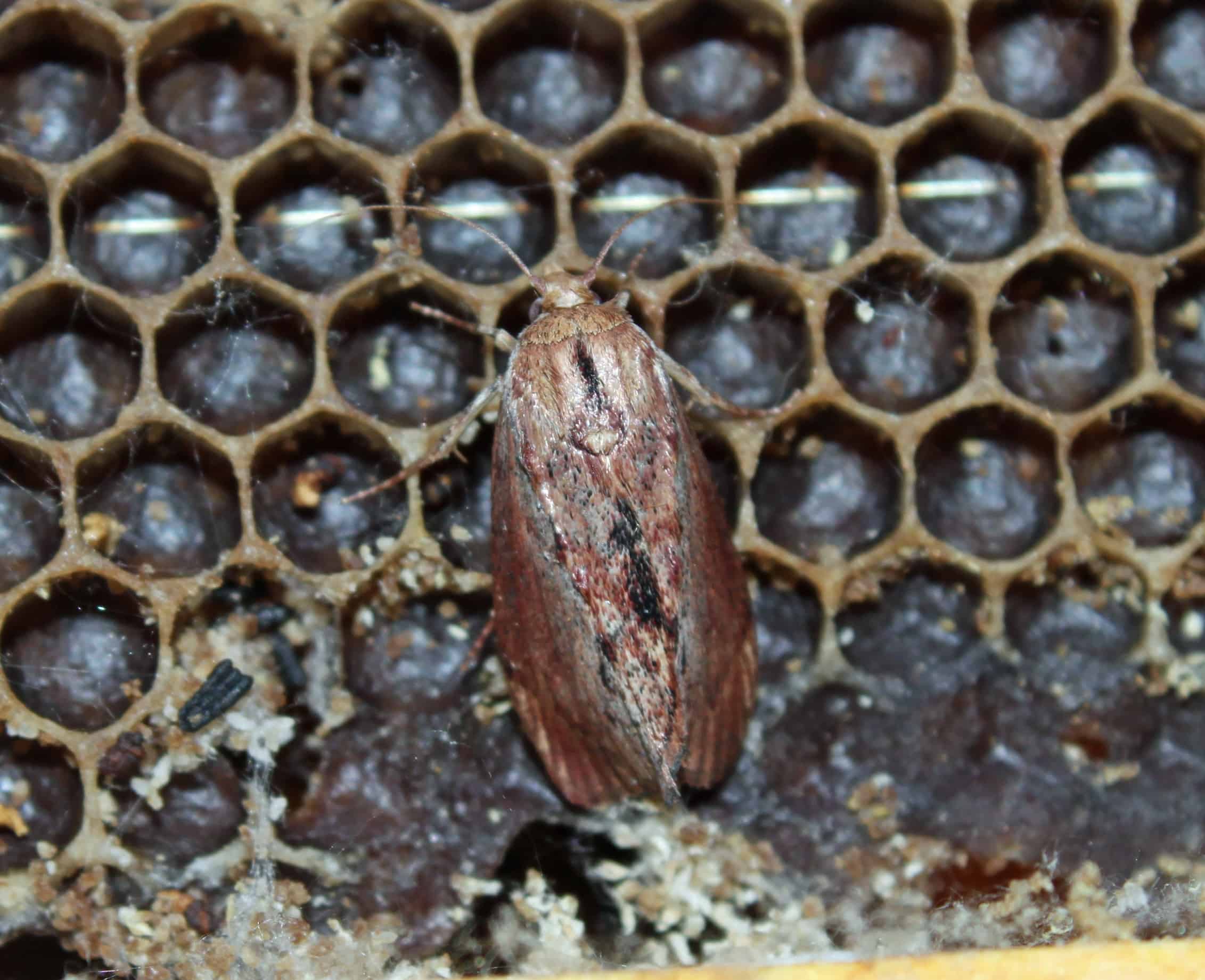 Wax Moth – Bee Informed Partnership