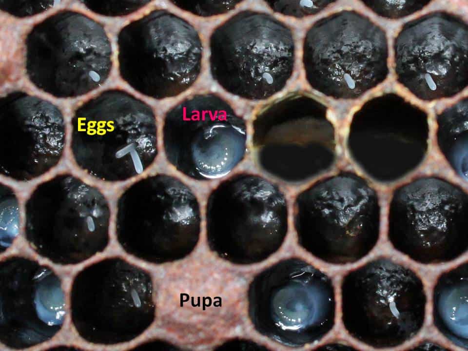 …Continued:  Eggs, Larvae, Pupae, Queen