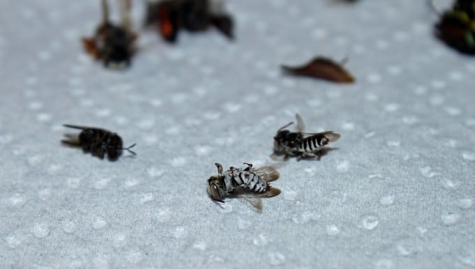 How To Pin Bees Bee Informed Partnership