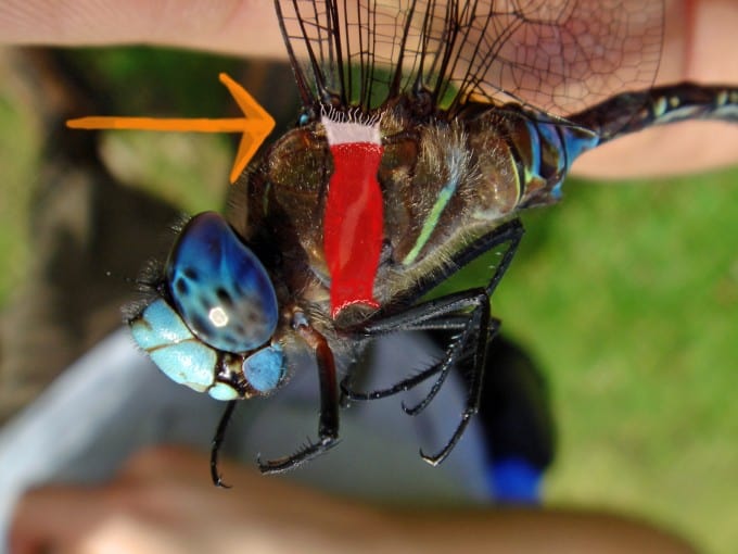 Example of a Direct flight muscle of a dragon fly.
