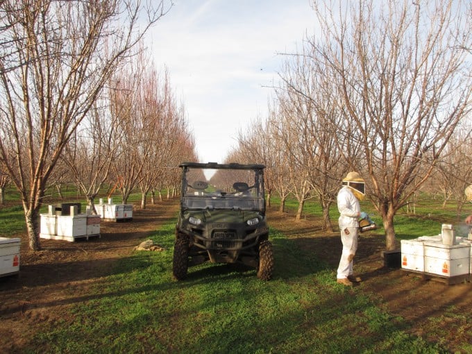 Testing colonies in an almond orchard.