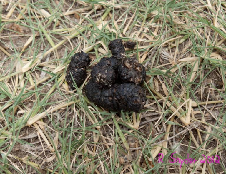 Skunk feces with bee parts in it is a good indication the skunk has been feeding on bees. Another sign is digging/scratching in front of the hive entrance. The bees are sometimes ornery from skunk feeding on them at night