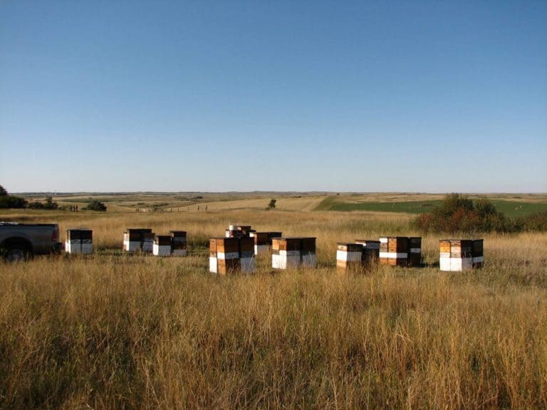 Apiary in North Dakota.