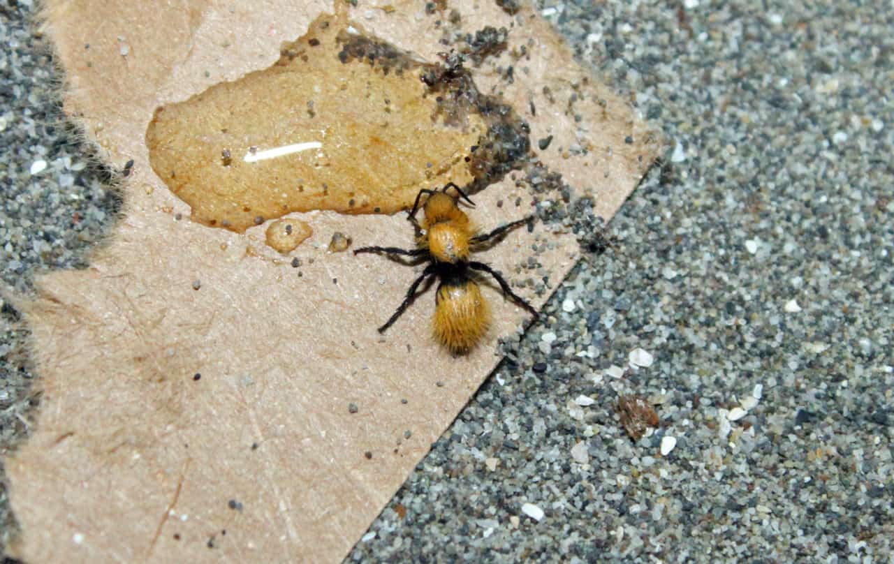 Velvet Ants (Mutillidae) Bee Informed Partnership