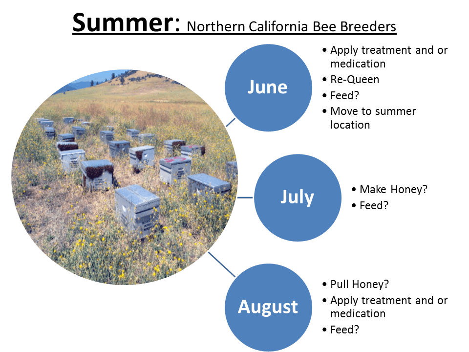 Summer:  Cycle of Northern California Bee Breeder