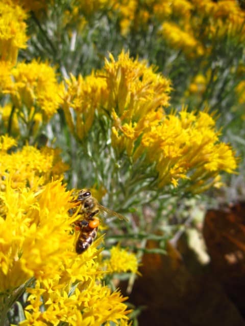 Honey bee foraging pollen from rabbitbrush.
