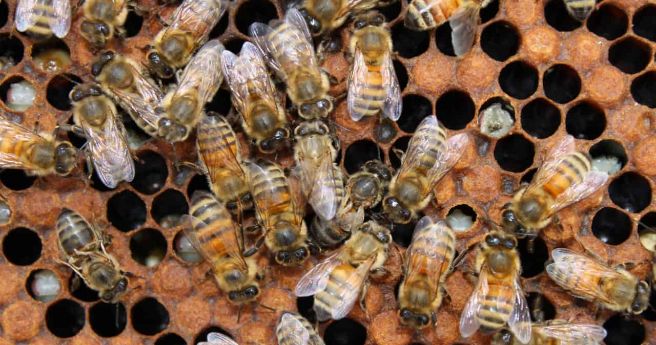 Whats wrong with my hive? – Bee Informed Partnership