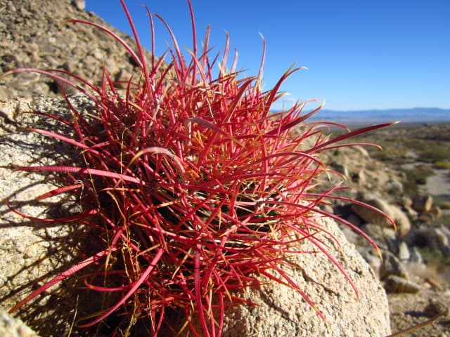 Ferocactus cylindraceus, California barrel cactus. Joshua Tree National Park, CA.