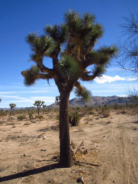 Yucca brevifolia, Joshua tree. Twentynine Palms Highway, CA.