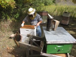 Michael Goblirsch opening a hive.