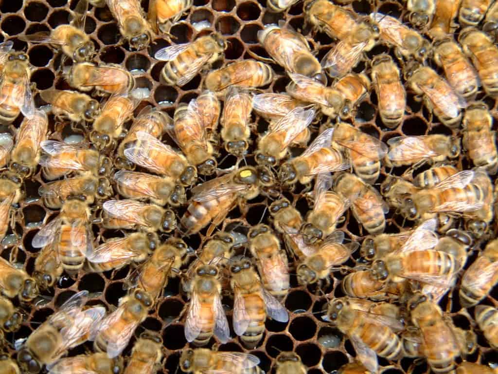 Queen Pheromones – Bee Informed Partnership