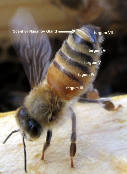 Honey bee worker showing Nasanov gland