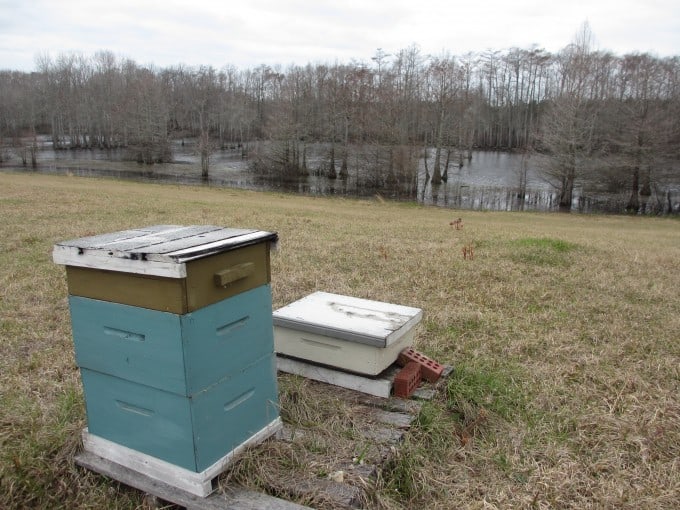 Hives next to a swamp with a 6' alligator.