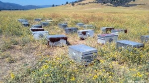 Universal hives making yellow star thistle honey in  Northern CA