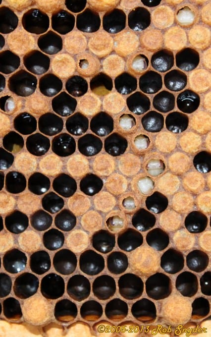 Bald brood is caused by the wax moth tunneling below the sealed brood.  Bees can detect something is wrong when the wax moth is tunneling below and start to uncap cells.  