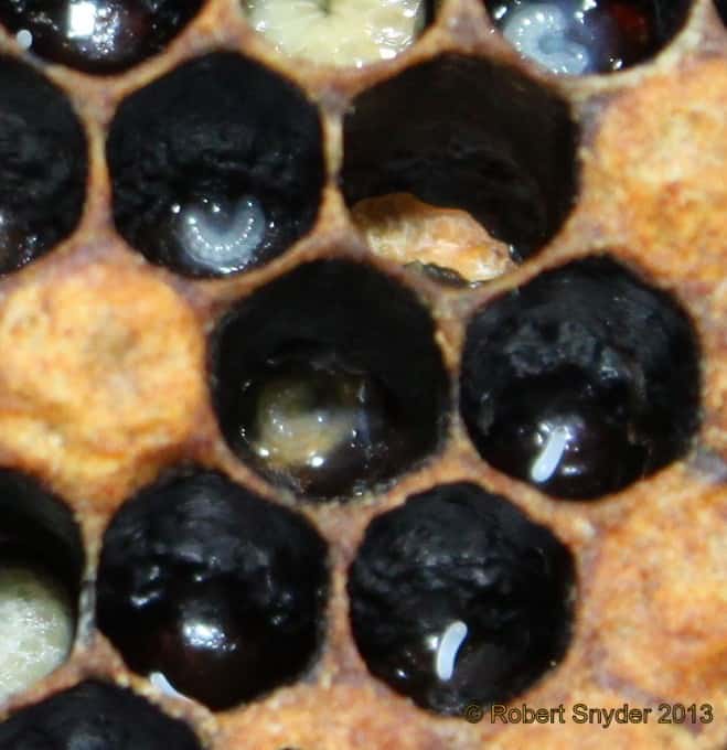 EFB Contaminated royal jelly.  Also there is an EFB scale in the cell above.