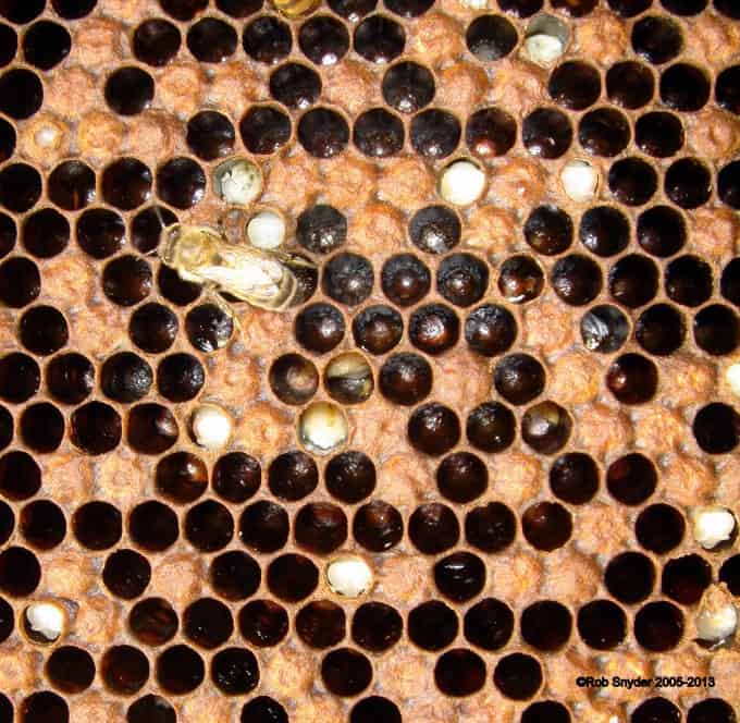 This is an image of hygienic behavior.  The bees are uncapping and chewing down larvae because they detected varroa mite, a lethal gene or some other brood disease.  Note there is no real pattern to the uncapping.  Also note the pepperbox brood pattern.