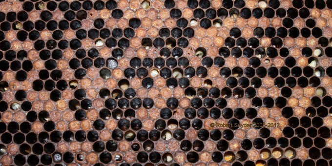 In this image you see the later signs of EFB where larvae are contorted then you also see lots of perforations in the sealed brood.  The holes in the sealed brood are probably from workers uncapping mite infested cells.  