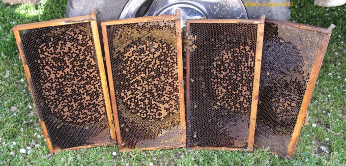 Here is the Brood Pattern from a colony with EFB.  A brood pattern like this is a very good indicator that EFB was present within the past few weeks.  Hygienic bees will remove sick larvae very fast making it hard to diagnose EFB or detect what is wrong with the hive.