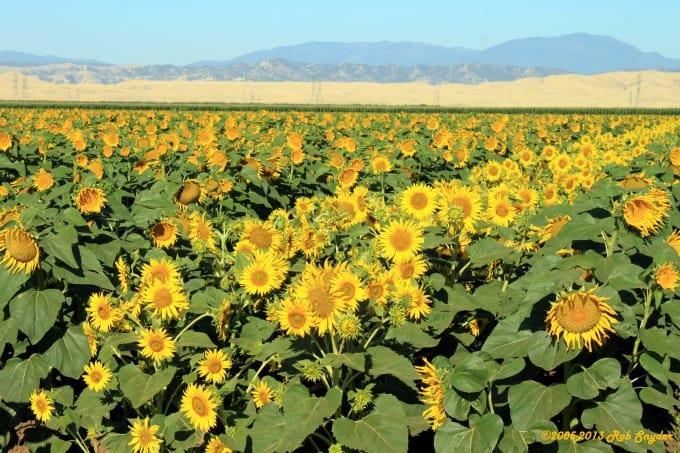 Closer view of the sunflowers.