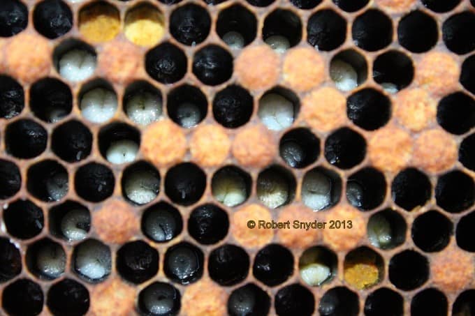In this image you can see early to later stages of EFB, there is also some scale present.  Note the new larvae look healthy and the brood food is not brown or yellow.  This colony was treated with terramycin once.