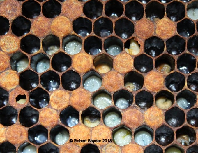 In this image there is a lot going on.  You see many sick larvae and also sick larvae under perforated sealed brood.  There is also a larva in a cell with contaminated brood food.  I would think mites have transferred EFB to the pupa under the capped cell or there was a delayed response to the bacteria causing it to die later.