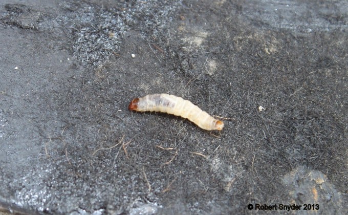 Wax moth larva that was removed from the perforated cell pictured above.