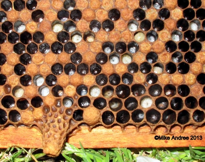 EFB contaminated royal jelly in larvae to the right of the queen cell.