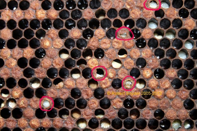 In this image you can see I circled a number of perforated cells.  Some of these appear to have mite damage (uncapping) but the pupa could have also been secondarily infected by the EFB bacteria which killed them.  The melted pupa in the perforated cells either has EFB/Secondary bacteria or they have just been cannibalized down by hygienic bees.