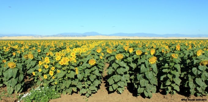 Sunflower Field in California.