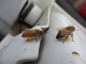 Pollen bees