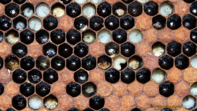European Foulbrood larvae turning into scale, also note the two cells with contaminated brood food.